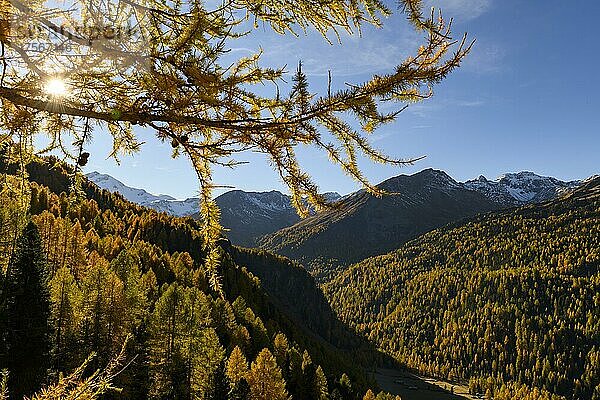 Herbstlicher Lärchenwald (Larix)  mit Bergen im Hintergrund  Martelltal  Natruns  Südtirol  Italien  Europa