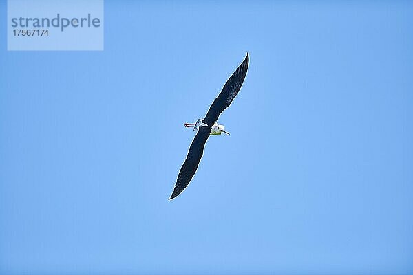 Stelzenläufer (Himantopus himantopus)  fliegend am Himmel  Ebrodelta  Katalonien  Spanien  Europa