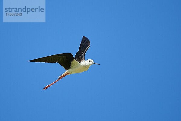 Stelzenläufer (Himantopus himantopus)  fliegend am Himmel  Ebrodelta  Katalonien  Spanien  Europa