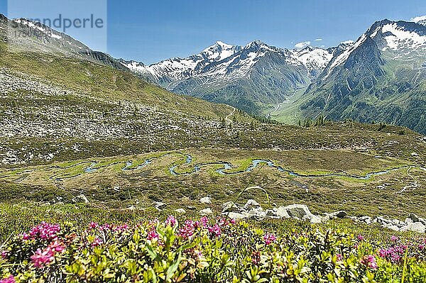 Rostblättrige Alpenrose (Rhododendron ferrugineum)  Rostroter Almenrausch  Biotop Wieser-Werfer-Moor  mäandrierender Markstinjöchlbach  Gebirgsbach  Mäander  Prettau  Predoi  Ahrntal  Valle Aurina  Pustertal  Valle Pusteria  Zentralalpen  Hauptalpenkamm  Südtirol  Alto Adige  Italien  Europa