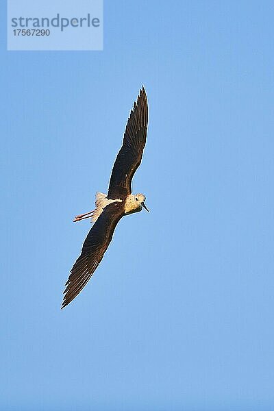 Stelzenläufer (Himantopus himantopus)  fliegend am Himmel  Ebrodelta  Katalonien  Spanien  Europa