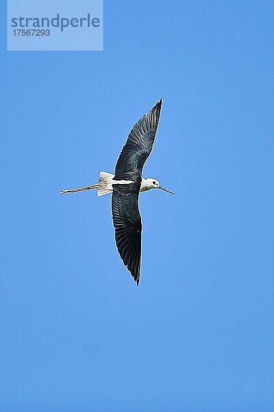 Stelzenläufer (Himantopus himantopus)  fliegend am Himmel  Ebrodelta  Katalonien  Spanien  Europa