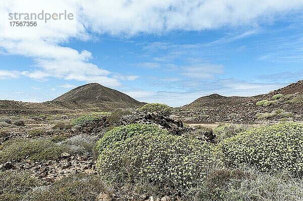 Karger Pflanzen-Bewuchs auf der Vulkaninsel  Balsam-Wolfsmilch (Euphorbia balsamifera)  hinten links Vulkan Montaña La Caldera  Islote de Lobos  Fuerteventura  Atlantik  Kanarische Inseln  Spanien  Europa
