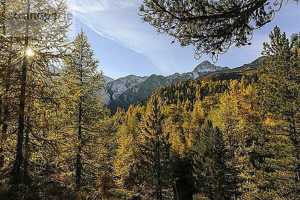 Herbstlicher Lärchenwald (Larix) und Bergen im Hintergrund  Schnalstal  Natruns  Südtirol  Italien  Europa