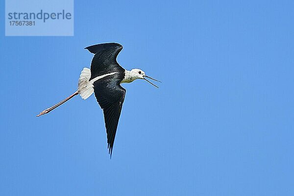 Stelzenläufer (Himantopus himantopus)  fliegend am Himmel  Ebrodelta  Katalonien  Spanien  Europa