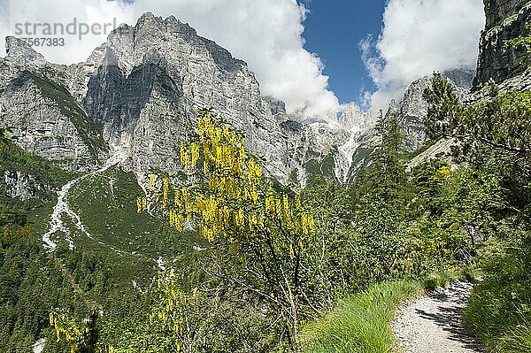 Gelb blühender Baum an Wanderweg  Gemeiner Goldregen (Laburnum anagyroides)  Brenta-Massiv  Brenta-Dolomiten  bei Molveno  Malfein  Provinz Trient  Trentino  Italien  Europa