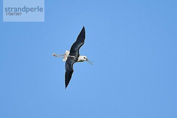 Stelzenläufer (Himantopus himantopus)  fliegend am Himmel  Ebrodelta  Katalonien  Spanien  Europa