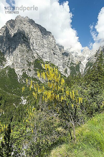 Gelb blühender Baum  Gemeiner Goldregen (Laburnum anagyroides)  Brenta-Massiv  Brenta-Dolomiten  bei Molveno  Malfein  Provinz Trient  Trentino  Italien  Europa