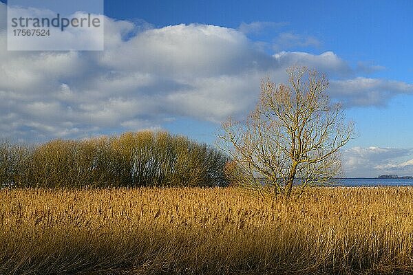 Winterliche Landschaft am Ufer des Dümmer See  Reet  Schilf  Wolken  Weite  Binnensee  Hüde  Niedersachsen  Deutschland  Europa