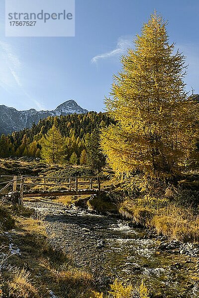 Herbstliche Lärchen (Larix) mit Bergbach und Brücke sowie Bergen im Hintergrund  Schnalstal  Natruns  Südtirol  Italien  Europa