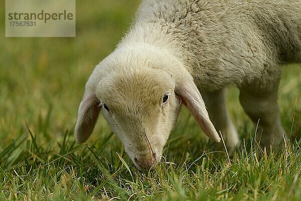 Jungtier  Schaf (Ovis gmelini aries) auf grüner Wiese  Naturns  Südtirol  Italien  Europa