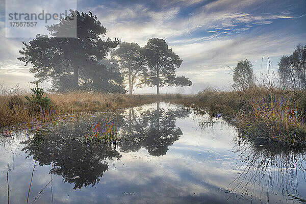 Nebliger  kühler Herbsttagesanbruch im Strensall Common Nature Reserve in der Nähe von York  North Yorkshire  England  Vereinigtes Königreich  Europa