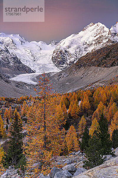 Herbstsonnenaufgang über dem schneebedeckten Piz Bernina und Palu  eingerahmt von Lärchen  Morteratsch  Kanton Graubünden  Schweiz  Europa