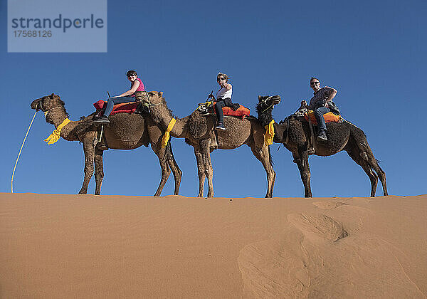Touristen reiten auf Kamelen in der Wüste Erg Chebbi  Wüste Sahara  Marokko  Nordafrika  Afrika