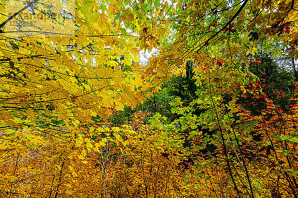 Herbstfarben im Mount Rainier National Park  Bundesstaat Washington  Vereinigte Staaten von Amerika  Nordamerika