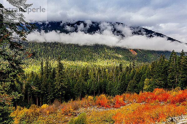 Bunte Aussicht auf den Mount Rainier National Park  Washington State  Vereinigte Staaten von Amerika  Nordamerika