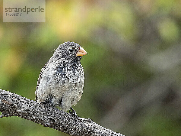 Eine von 18 Arten der Darwinfinken  Insel Fernandina  Galapagos  Ecuador  Südamerika