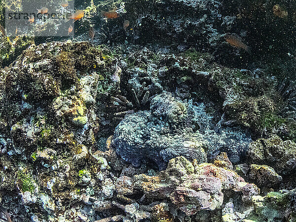 Ein ausgewachsener Galapagos-Krake (Octopus oculifer)  unter Wasser auf der Nord-Seymour-Insel  Galapagos  Ecuador  Südamerika