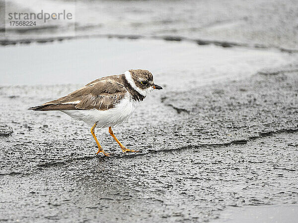 Ein ausgewachsener Sandregenpfeifer (Charadrius semipalmatus)  Puerto Egas  Insel Santiago  Galapagos  Ecuador  Südamerika