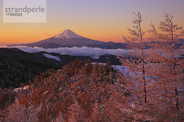 Obosatsu-Pass  Präfektur Yamanashi  Berg Fuji im Morgenlicht und ein Wald aus eisigen Bäumen