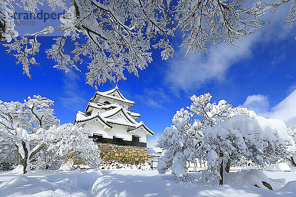 Burg Hikone  Haupt- und Burgtürme der Präfektur Shiga im klaren Schnee