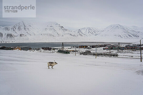 Ein Rentier läuft in der Nähe von Longyearbyen