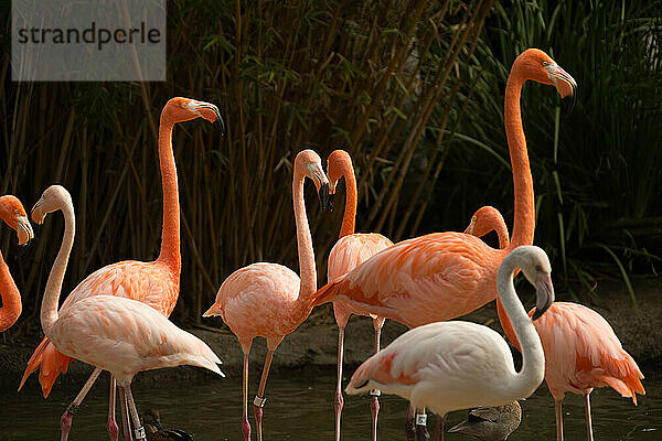 Ein Schwarm Flamingos steht aufrecht