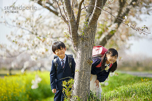Japanischer Grundschüler schaut aus einem Kirschblütenbaum heraus