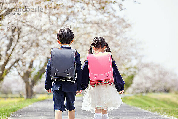 Japanische Grundschüler gehen unter den Kirschblüten