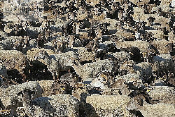 Schafherde mit Ohrmarken im Gehege  schwarze Schafe und weiße Schafe  bildfüllend