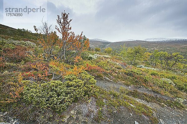Landschaft im Fjell  Dovrefjell-Sundalsfjella Nationalpark  Norwegen  Europa