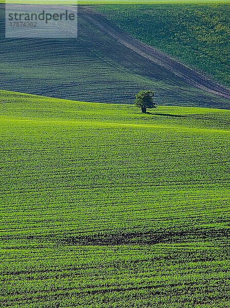 Schöne und bunte abstrakte Landschaft mit sanften Hügeln und grünen Weizenfeldern in Südmähren  Tschechische Republik  Europa
