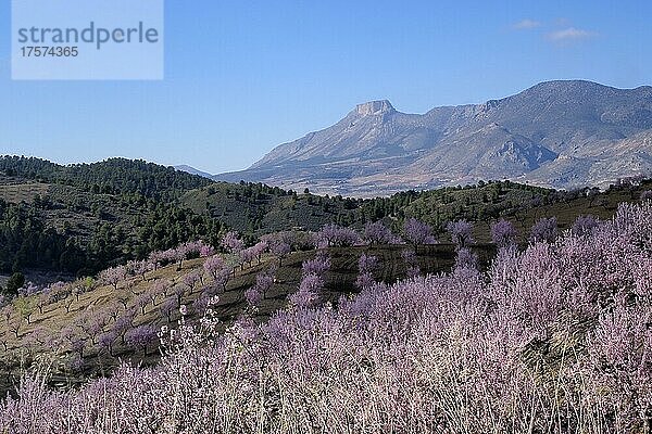 Landschaft mit blühender Mandelplantage  Mandelblüte  Mandelbäume in Blüte mit Berg La Muela  Velez Rubio  Andalusien  Spanien  Europa