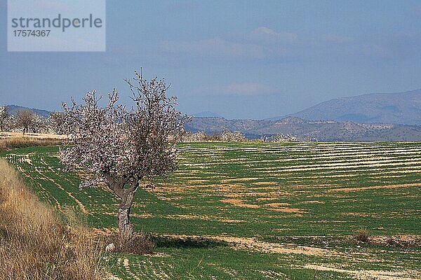 Grünes Feld mit einzig blühendem Mandelbaum  Mandelblüte  Velez Rubio  Andalusien  Spanien  Europa