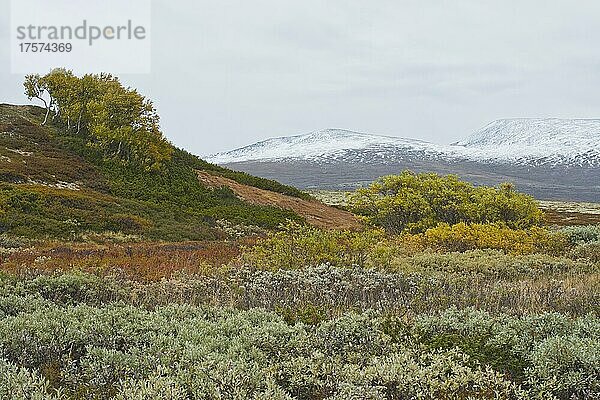 Landschaft im Fjell  Dovrefjell-Sundalsfjella Nationalpark  Norwegen  Europa