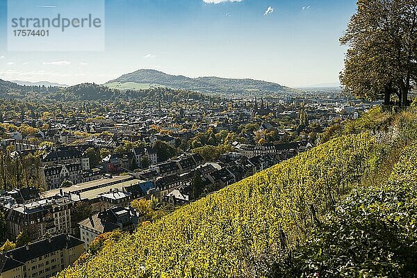 Weinberg im Herbst  Schlossberg  Freiburg im Breisgau  Schwarzwald  Baden-Württemberg  Deutschland  Europa