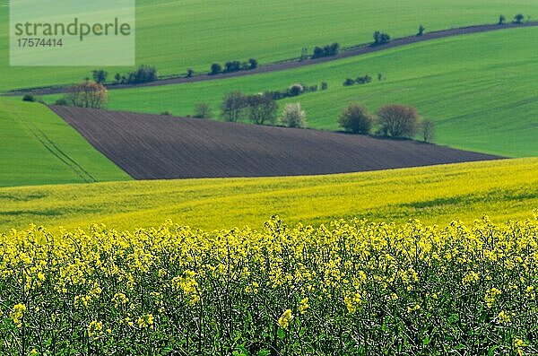 Schöne und bunte abstrakte Landschaft mit sanften Hügeln  grünen Weizenfeldern und gelben Rapsfeldern in Südmähren  Tschechische Republik  Europa