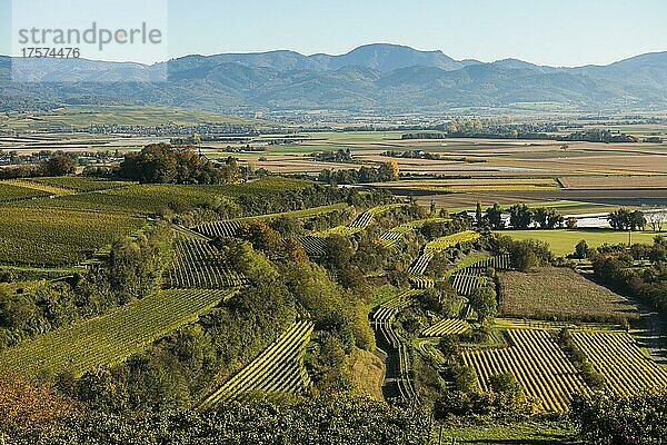 Weinberge im Herbst  Tuniberg  bei Freiburg im Breisgau  Baden-Württemberg  Deutschland  Europa