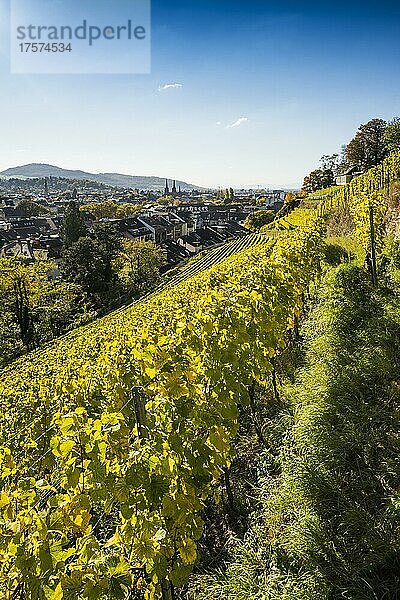 Weinberg im Herbst  Schlossberg  Freiburg im Breisgau  Schwarzwald  Baden-Württemberg  Deutschland  Europa