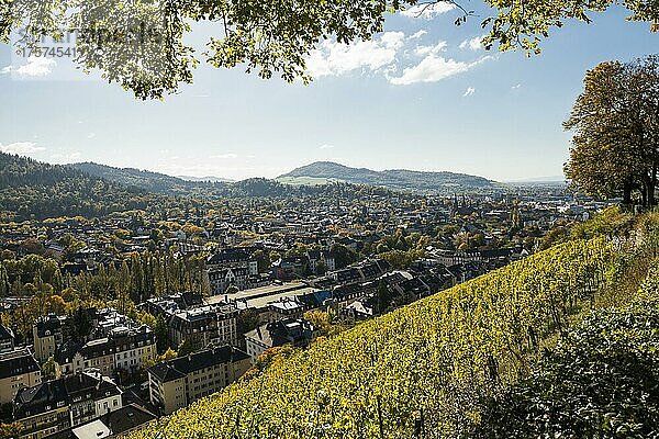 Weinberg im Herbst  Schlossberg  Freiburg im Breisgau  Schwarzwald  Baden-Württemberg  Deutschland  Europa