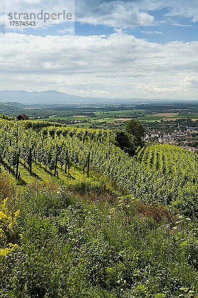 Weinberg im Sommer  bei Ihringen  Kaiserstuhl  Baden-Württemberg  Deutschland  Europa