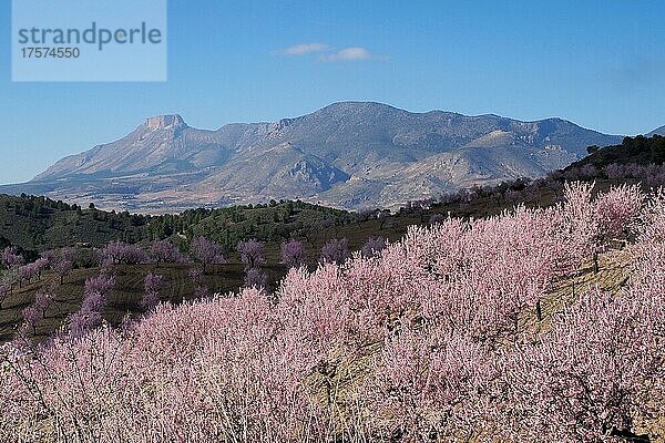 Landschaft mit blühender Mandelplantage und Berg La Muela  Mandelblüte  Velez Rubio  Andalusien  Spanien  Europa