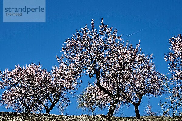 Blühende Mandelplantage mit blauem Himmel und Flugzeug  Mandelbäume an Berghang von unten  Vélez-Rubio  Almería  Andalucía  Spanien  España  Europa