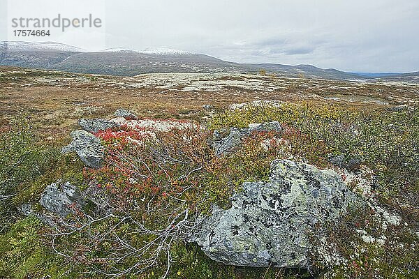 Landschaft im Fjell  Dovrefjell-Sundalsfjella Nationalpark  Norwegen  Europa