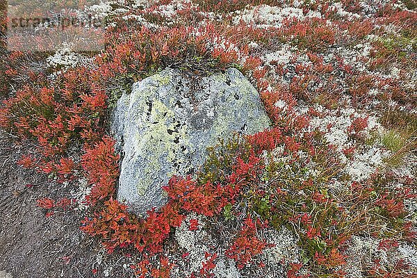 Rauschbeere (Vaccinium uliginosum) und Flechten an Steinen  Dovrefjell-Sundalsfjella Nationalpark  Norwegen  Europa