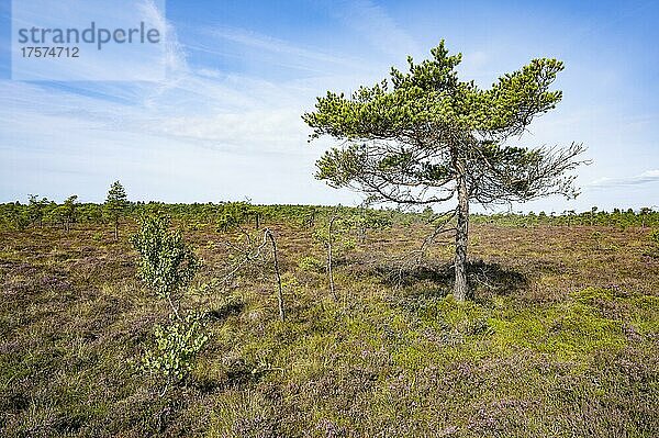 Waldkiefer  Gemeine Kiefer (Pinus sylvestris) im Schwarzen Moor  Biosphärenreservat Rhön  Bayern  Deutschland  Europa