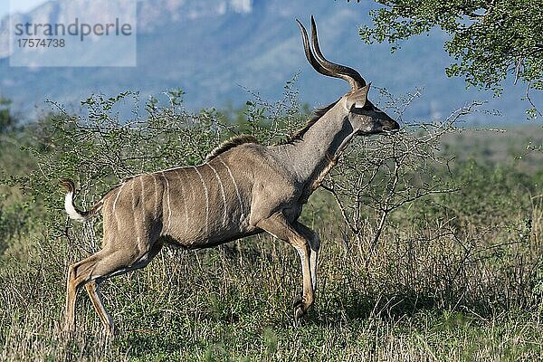 Sambesi-Großkudu (Strepsiceros zambesiensis)  Zimanga Game Reserve  KwaZulu Natal  Südafrika