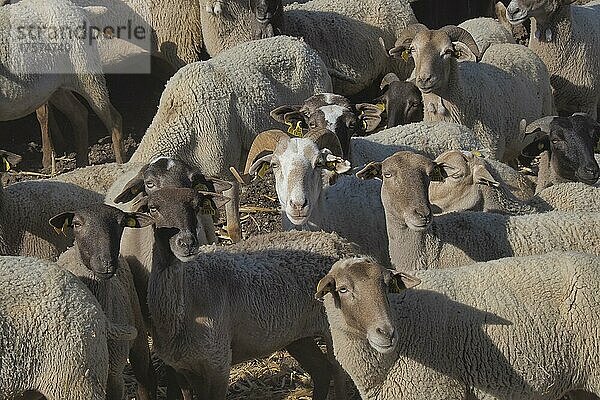 Schafe blicken in die Kamera  Köpfe von Schafen mit Ohrmarke