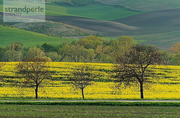 Schöne und bunte abstrakte Landschaft  mit sanften Hügeln  grüne Weizenfelder  Südmähren  Tschechische Republik  Europa