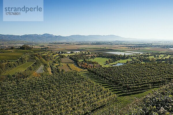 Weinberge im Herbst  Tuniberg  bei Freiburg im Breisgau  Baden-Württemberg  Deutschland  Europa